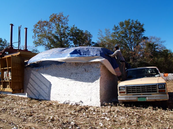 新しく作られた綿モジュールをカバー農家. — ストック写真
