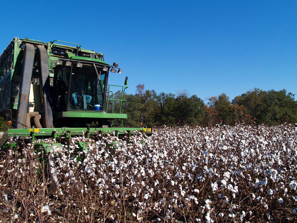 Farmer picking cotton with a cotton picker.