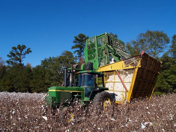 Un recolector de algodón está vertiendo la carga en un buggy boll . — Foto de Stock