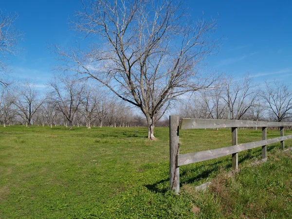 Recinzione bordo accanto a un boschetto di noci pecan nella contea di Thomas, Georgia del sud durante l'inverno . — Foto Stock