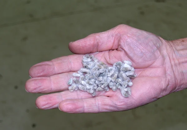 Graines de coton qui ont été nettoyées des capsules de coton dans le sud de la Géorgie . — Photo