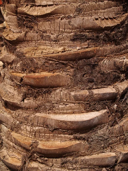 Bruine boom kofferbak textuur van een palmboom. — Stockfoto