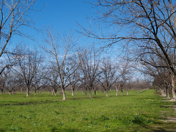 A grove of pecan trees in the winter time with beautiful green grass and blue sky.