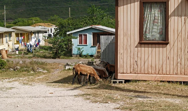 Sheep Roaming the Neighborhood in Antigua Barbuda — Stock Photo, Image