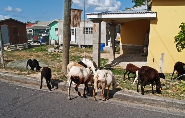 Ovelhas vagueando pelo bairro em Antígua Barbuda — Fotografia de Stock
