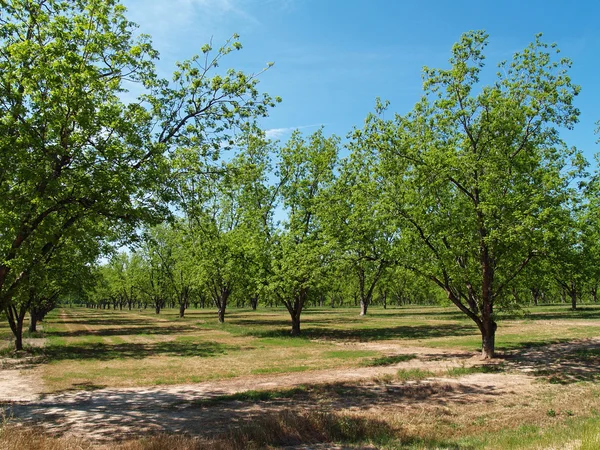 Oudere pecan grove ontluikende met nieuwe bladeren in Zuid-Georgië tijdens de lente. — Stockfoto