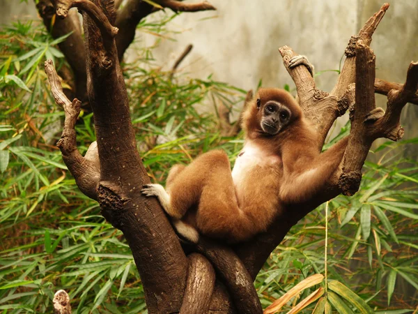 Monkey liggande i toppen av ett träd som i vyn. — Stockfoto