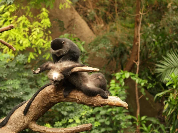 Um macaco procurando pulgas em outro macaco , — Fotografia de Stock