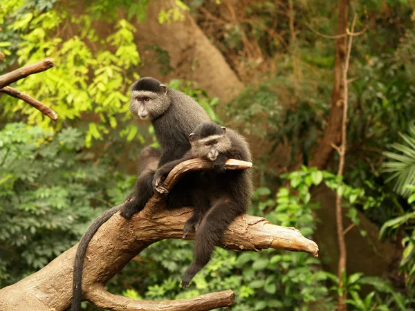 Um par de macacos sentados lado a lado empoleirados em um membro . — Fotografia de Stock