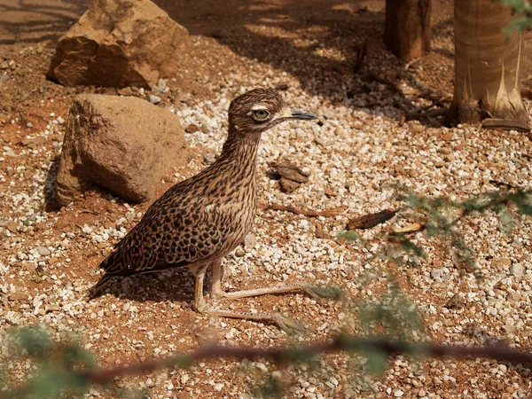 Strakaté bush thick-knee nebo bush kámen Koliha slunil v písku. — Stock fotografie