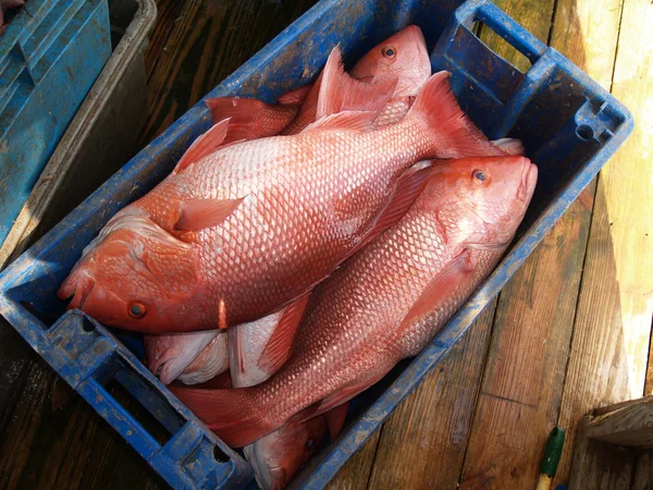 Une prise de jours de grand vivaneau rouge dans une caisse bleue assise sur un quai qui a été capturé dans le golfe de Floride . — Photo