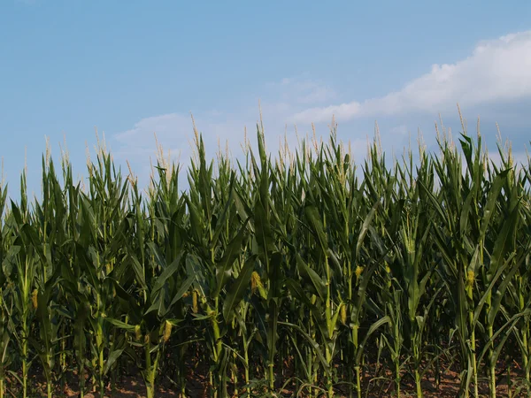 Reihen junger Maisstängel unter blauem Himmel. — Stockfoto