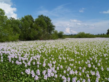 Lavanta çiçekleri bir ülke gölet üzerinde yüzen bir deniz.