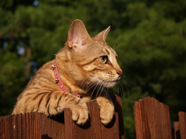 A striped gold colored female Serval Savannah cat looking over a wooden fence with golden yellow eyes wearing a pink collar.