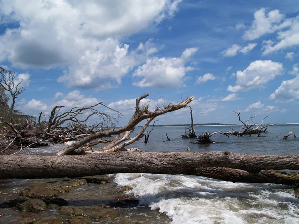 ต้นไม้ที่ล้มลงหลายต้นท่ามกลางคลื่นบนชายหาดมหาสมุทร . — ภาพถ่ายสต็อก