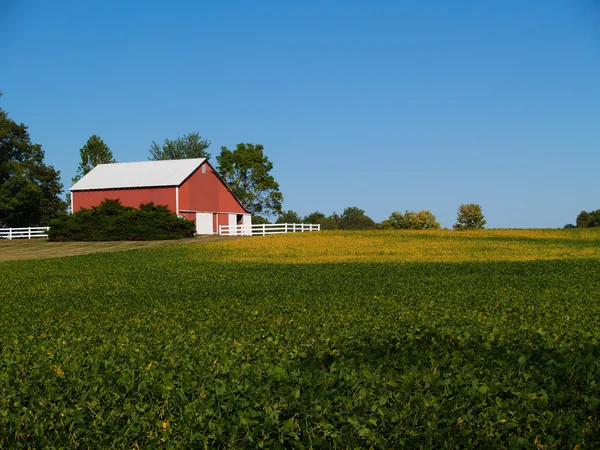 Mognande sojabönor fält framför röd lada under en klarblå himmel. — Stockfoto