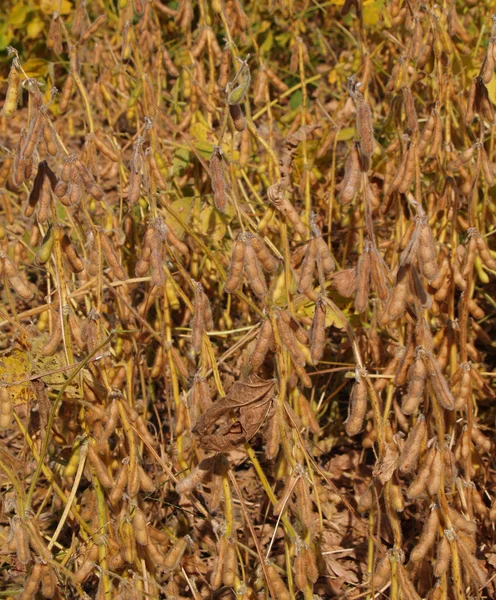 Close-up zicht op rijpende fuzzy sojabonen in een Indiana veld. — Stockfoto