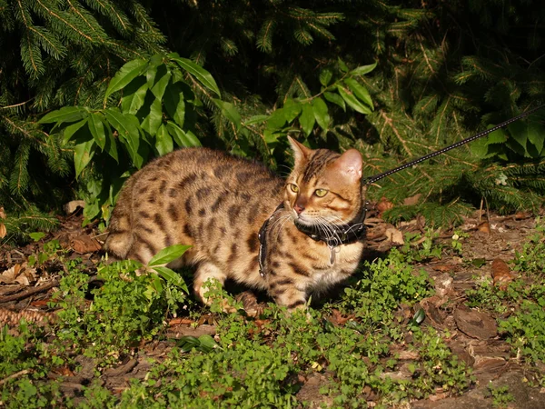 Male domestic Serval Savannah cat with golden eyes walking on a leash. — Stock Photo, Image