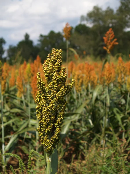 Enda stjälk av sorghum bredvid ett behandlings fält i Sydgeorgien. — Stockfoto