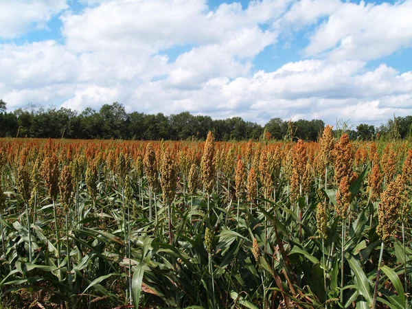 Mognande sorghum fält i south Georgia Usa — Stockfoto