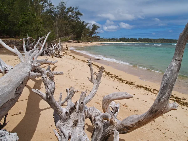 Viele verwitterte umgestürzte Bäume an einem Meeresstrand. — Stockfoto