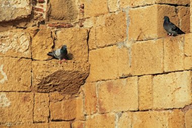 Güvercinler duvar Caesarea Maritima Milli Parkı'nda