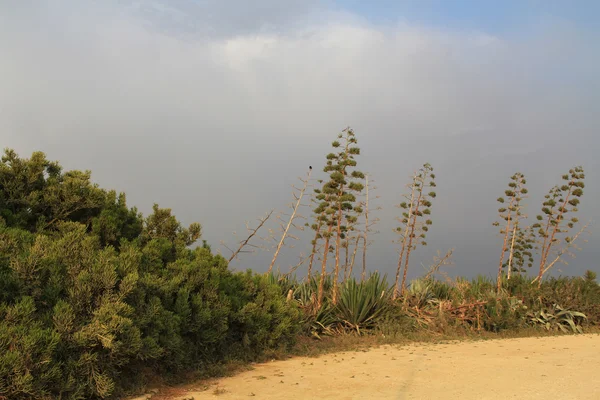 Yucca Plants outside Caesarea Maritima National Park — Stock Photo, Image