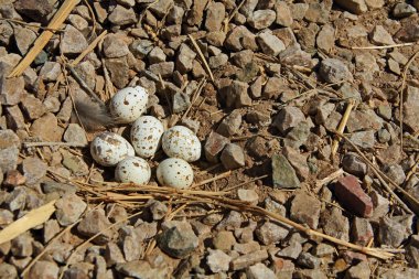 Gambels Quail Nest with Six Eggs