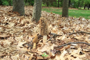 Close-up of a Huge Morel Mushrooms in the Wild