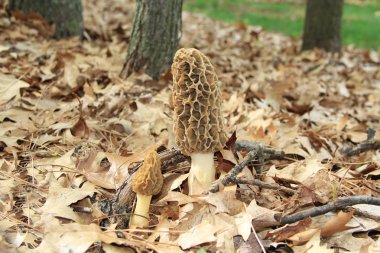 Close-up of a Huge Morel Mushrooms in the Wild
