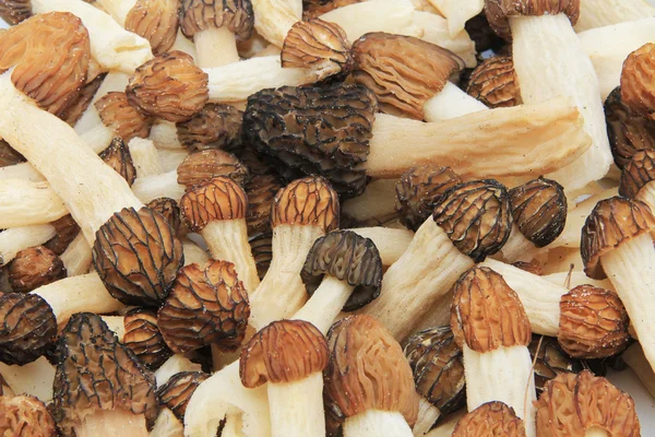 Close-up of a Bunch of Wild Morel Mushrooms — Stock Photo, Image