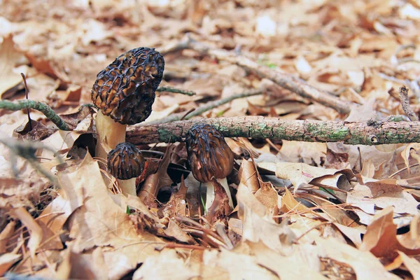 Close-up of Morel Mushrooms in the Wild — Stock fotografie