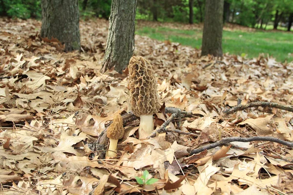 Close-up of a Huge Morel Mushrooms in the Wild — Stock Photo, Image