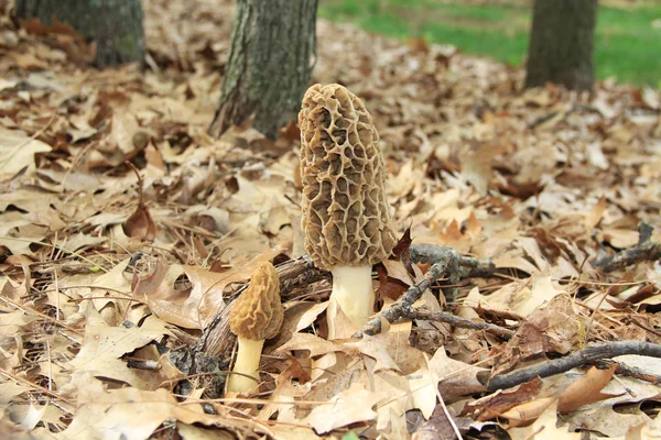 Close-up of a Huge Morel Mushrooms in the Wild — Stok fotoğraf