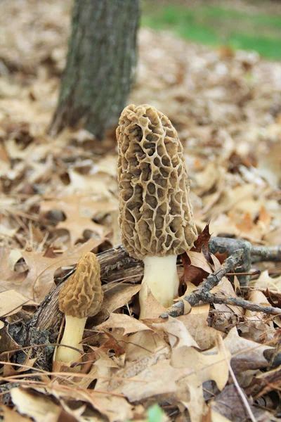 Close-up of a Huge Morel Mushrooms in the Wild — Stock Photo, Image