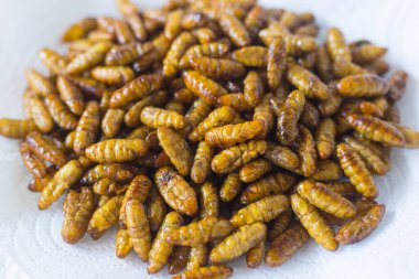 İpek böceği güve larvasıdır ve dut yapraklarını yer. İpek yapabilir. Kızarmış ipek böcekleri yüksek proteinli yiyeceklerdir.