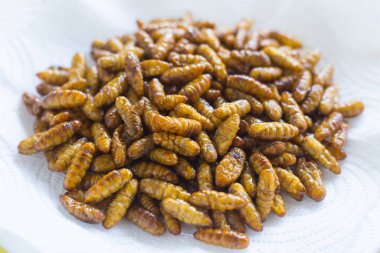 Kızarmış ipek böceği yüksek proteinli bir yemektir. Yağlı tadı ve tuzlu tuzu var..