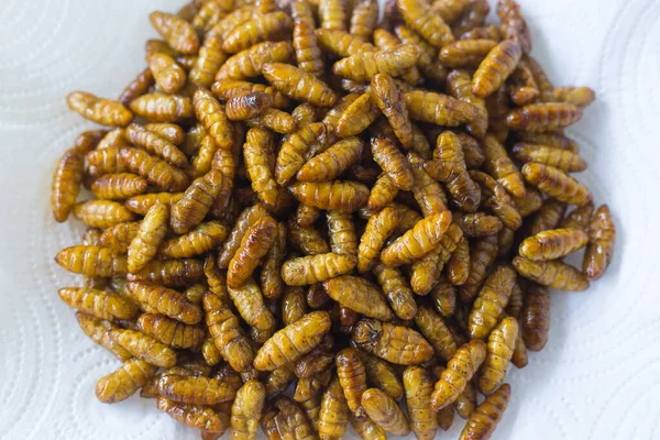 Silkworm is a larva of the moth and it eats the mulberry leaves.  It can make the silk. Fried silkworms is a high protein foods.Fried silkwarms put on white plate as background. It is a high protein.