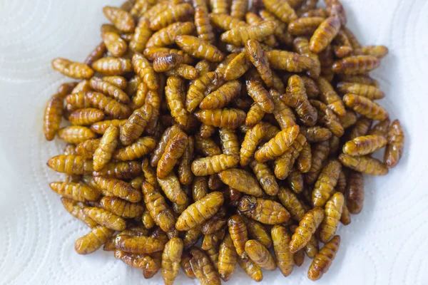 Fried silkworms is a high protein food. It has oily taste and salty by salt. It can make the silk. Fried silkworms is a high protein foods.Fried silkwarms put on white plate as background.