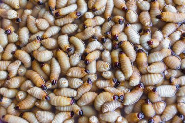 Palmiye buğday biti bir burun böceği türüdür. Bu, olgunluk evresinde büyüyebilen bir bebek evresi olan böcek solucanı. Yüksek proteinli bir besin..
