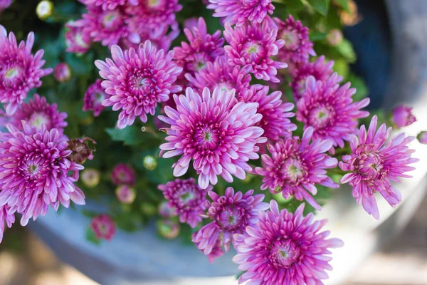 White Purple Petals Chrysanthemum Flowers Bush Green Leave Natural Background — Stock Photo, Image