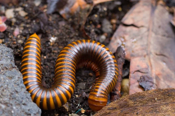 Millipedes Walking Food Ground — Stock Photo, Image