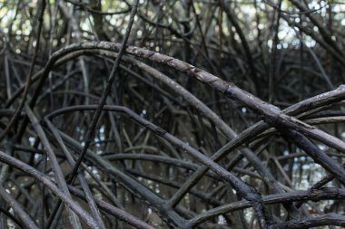 Mangrove ormanında orta büyüklükte bir ağaç olan ve yumuşak toprak turbası ve tuzlu suda yetişebilen Mangrove ağacı bulunur. Nehir kıyısında bulunur..