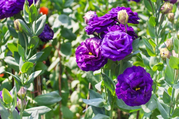 Roxo Lisianthus Jardim Com Folhas Verdes Uma Flor Florescente Tema — Fotografia de Stock