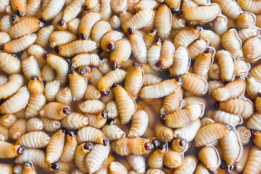 Palmiye buğday biti bir burun böceği türüdür. Bu, olgunluk evresinde büyüyebilen bir bebek evresi olan böcek solucanı. Yüksek proteinli bir besin..