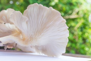 İstiridye mantarı (Phoenix Mantarı, Lung Oyster Mantarı) vejetaryen için iyi bir yemek seçimidir. Yeşil doğal arka planı olan istiridye mantarının arkasını kapatın..