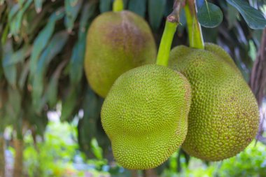 Jackfruit ağacının bir sürü meyvesi var. Dünyanın tropikal bölgelerinde (Tayland) yetişir. Derisi dikenli ve eti soluk sarı..