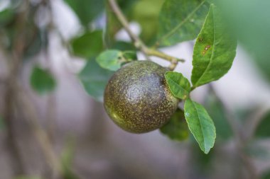 Melanos limon hastalığı, Phomopsis 'in neden olduğu bir hastalıktır. Çoğu narenciye yapraklarında ve meyvelerinde bulunur. Sarı daireli küçük kahverengi noktaların belirtilerini gösterecek..