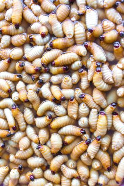 Palmiye buğday biti bir burun böceği türüdür. Bu, olgunluk evresinde büyüyebilen bir bebek evresi olan böcek solucanı. Yüksek proteinli bir besin..