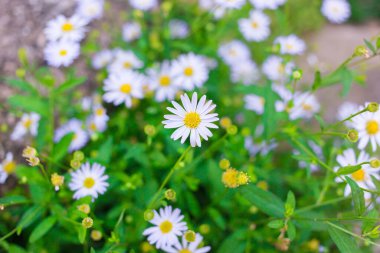 Güzel papatyaların beyaz taç yaprakları ve yeşil yapraklı sarı polenleri vardır..